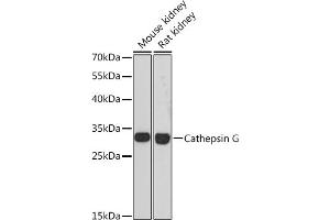 Western blot analysis of extracts of various cell lines, using Cathepsin G antibody (ABIN6127686, ABIN6139228, ABIN6139230 and ABIN6217069) at 1:3000 dilution. (Cathepsin G 抗体  (AA 75-190))