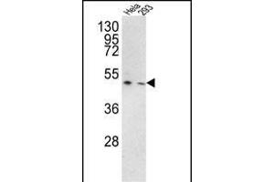 Western blot analysis of TRSS3 Antibody (Center) (ABIN390923 and ABIN2841125) in Hela, 293 cell line lysates (35 μg/lane). (TMPRSS3 抗体  (AA 272-300))
