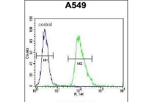 Flow cytometric analysis of A549 cells (right histogram) compared to a negative control cell (left histogram). (Aquaporin 12B 抗体  (C-Term))