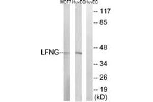 Western blot analysis of extracts from HuvEc/MCF-7 cells, using LFNG Antibody. (LFNG 抗体  (AA 121-170))