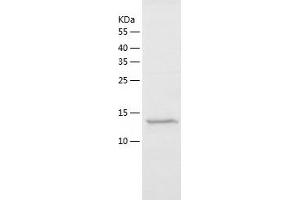 Western Blotting (WB) image for Teratocarcinoma-Derived Growth Factor 1 (TDGF1) (AA 31-150) protein (His-IF2DI Tag) (ABIN7125337)