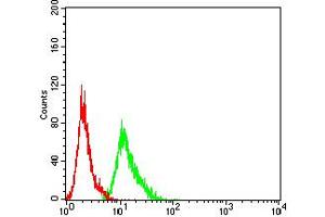Flow cytometric analysis of MCF-7 cells using AEBP2 mouse mAb (green) and negative control (red). (AEBP2 抗体  (AA 358-495))