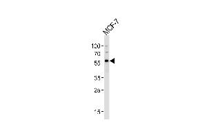 Western blot analysis of lysate from MCF-7 cell line, using OCLN Antibody (C-term) (ABIN657822 and ABIN2846789).