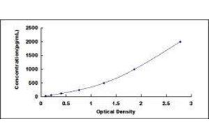 ELISA image for Matrix Metalloproteinase 2 (MMP2) ELISA Kit (ABIN649217)