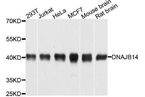 Western blot analysis of extracts of various cell lines, using DNAJB14 antibody. (DNAJB14 抗体  (AA 1-120))