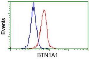 Image no. 2 for anti-Butyrophilin, Subfamily 1, Member A1 (BTN1A1) antibody (ABIN1496986) (BTN1A1 抗体)