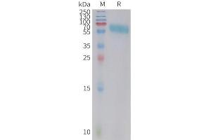 Cynomolgus 4-1BB Protein, hFc Tag on SDS-PAGE under reducing condition.
