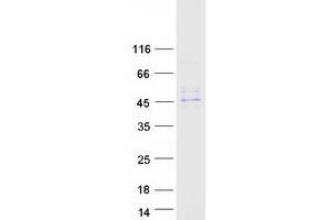 Western Blotting (WB) image for serpin Peptidase Inhibitor, Clade A (Alpha-1 Antiproteinase, Antitrypsin), Member 12 (SERPINA12) protein (Myc-DYKDDDDK Tag) (ABIN2731736)