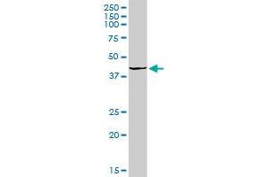 OGG1 MaxPab rabbit polyclonal antibody. (OGG1 抗体  (AA 1-324))