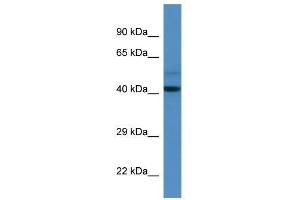 Western Blot showing Dcaf7 antibody used at a concentration of 1. (DCAF7 抗体  (N-Term))