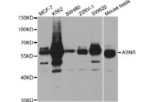 Western blot analysis of extracts of various cell lines, using ASNS antibody. (Asparagine Synthetase 抗体)