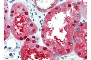 Immunohistochemistry (IHC) image for anti-Engrailed Homeobox 2 (EN2) (C-Term) antibody (ABIN2777264)