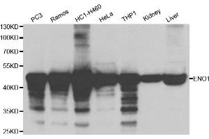 Western blot analysis of extracts of various cell lines, using ENO1 antibody. (ENO1 抗体)