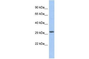 FGF13 antibody used at 1 ug/ml to detect target protein. (FGF13 抗体  (Middle Region))
