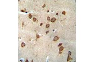 Formalin fixed and paraffin embedded human brain tissue reacted with DPY19L1 Antibody (C-term) followed by peroxidase conjugation of the secondary antibody and DAB staining. (DPY19L1 抗体  (C-Term))