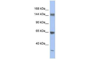 ATXN2 antibody used at 1.