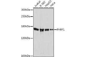Western blot analysis of extracts of various cell lines, using PHRF1 Rabbit pAb (ABIN7269260) at 1:1000 dilution. (PHRF1 抗体  (AA 1350-1450))
