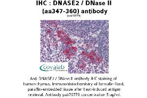 Image no. 1 for anti-Deoxyribonuclease II, Lysosomal (DNASE2) (AA 347-360) antibody (ABIN1733721) (DNASE2 抗体  (AA 347-360))