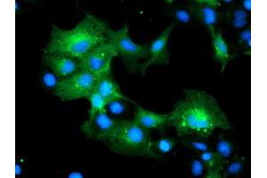 Anti-MLF1 mouse monoclonal antibody (ABIN2455826) immunofluorescent staining of COS7 cells transiently transfected by pCMV6-ENTRY MLF1 (RC202774). (MLF1 抗体)