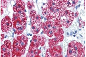 Human Adrenal: Formalin-Fixed, Paraffin-Embedded (FFPE) (CAD 抗体  (AA 1625-1900))