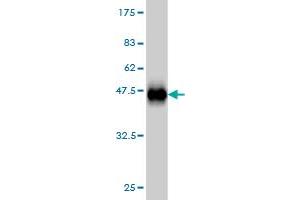 Western Blot detection against Immunogen (36. (C17orf75 抗体  (AA 1-100))