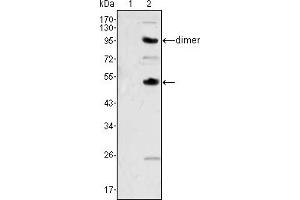 Western blot analysis using CSF1 mouse mAb against human recombinant CSF2 (1) and CSF1 (2). (M-CSF/CSF1 抗体)