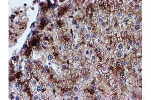 Image no. 13 for anti-Iduronate 2-Sulfatase (IDS) antibody (ABIN1498798)