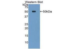 Western Blotting (WB) image for anti-Lipoprotein-Associated phospholipase A2 (Lp-PLA2) (AA 22-441) antibody (ABIN1078438) (PLA2G7 抗体  (AA 22-441))
