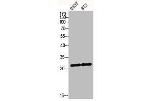 MRRF anticorps  (C-Term)