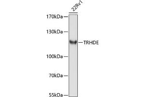 Western blot analysis of extracts of 22Rv1 cells, using TRHDE antibody (ABIN6132912, ABIN6149490, ABIN6149491 and ABIN6214501) at 1:1000 dilution. (TRHDE 抗体  (AA 62-200))