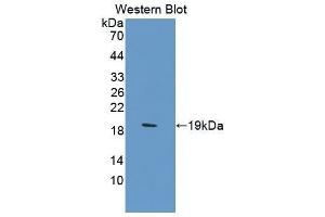 Western Blotting (WB) image for anti-Carbonic Anhydrase 12 (CA12) (AA 154-307) antibody (ABIN1858203) (CA12 抗体  (AA 154-307))