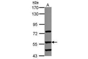 DUSL2 抗体  (AA 1-199)