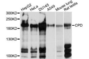 Western blot analysis of extracts of various cell lines, using CPD antibody (ABIN5997500) at 1/1000 dilution. (CPD 抗体)