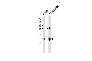 Western blot analysis of lysates from K562 cell line and human placenta tissue lysate (from left to right), using HBG2 Antibody (C-term) (ABIN1944740 and ABIN2838564). (HBG2 抗体  (C-Term))