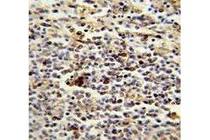 CD1e antibody immunohistochemistry analysis in formalin fixed and paraffin embedded human spleen. (CD1e 抗体  (AA 184-212))