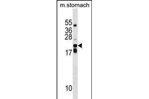 CDC42EP2 Antibody (C-term) (ABIN1536701 and ABIN2848779) western blot analysis in mouse stomach tissue lysates (35 μg/lane). (CDC42EP2 抗体  (C-Term))