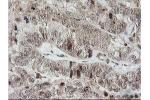 Image no. 1 for anti-Host Cell Factor C2 (HCFC2) antibody (ABIN1498601) (HCFC2 抗体)