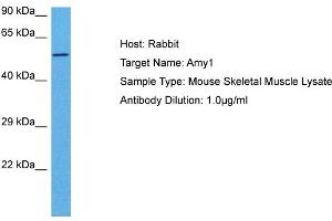 Host: Rabbit Target Name: AMY1 Sample Tissue: Mouse Skeletal Muscle Antibody Dilution: 1ug/ml (AMY1A 抗体  (Middle Region))