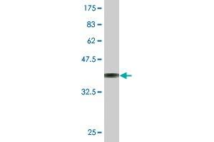 Western Blot detection against Immunogen (36. (RPS3 抗体  (AA 144-243))