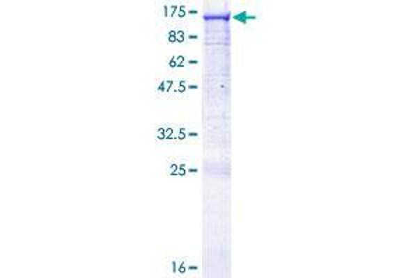 RASA3 Protein (AA 1-834) (GST tag)