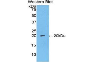Western Blotting (WB) image for anti-Caspase 8 (CASP8) (AA 25-175) antibody (ABIN3207678) (Caspase 8 抗体  (AA 25-175))
