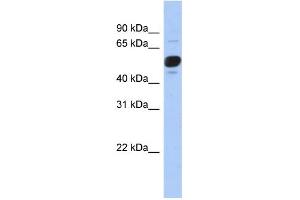 WB Suggested Anti-FRS3 Antibody Titration: 0. (FRS3 抗体  (Middle Region))