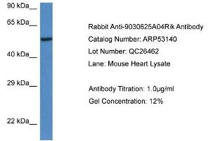 Western Blotting (WB) image for anti-Chromosome 13 Open Reading Frame 31 (C13orf31) (C-Term) antibody (ABIN2785251) (LACC1 抗体  (C-Term))