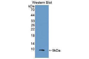 Western blot analysis of the recombinant protein. (CXCL2 抗体  (AA 34-107))