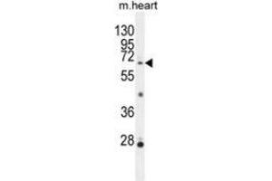 Western blot analysis in mouse heart tissue lysates (35ug/lane) using NKPD1  Antibody (C-term). (NKPD1 抗体  (C-Term))
