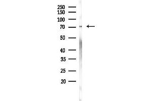 anti-Intestinal Cell (MAK-Like) Kinase (ICK) (pTyr159) antibody