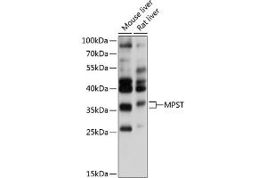 Western blot analysis of extracts of various cell lines, using MPST antibody (ABIN6128242, ABIN6143974, ABIN6143976 and ABIN6215272) at 1:1000 dilution. (MPST 抗体  (AA 30-170))
