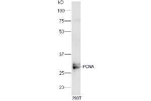 Human 293T cell lysates probed with PCNA [Proliferation Marker] Polyclonal Antibody, Unconjugated  at 1:5000 90min in 37˚C. (PCNA 抗体  (AA 201-261))