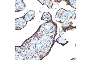 Immunohistochemistry of paraffin-embedded human placenta using LM Rabbit mAb (ABIN7268205) at dilution of 1:100 (40x lens). (LMAN1 抗体)
