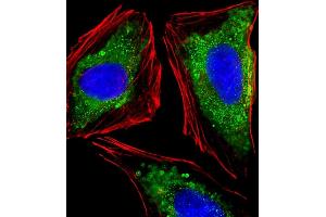 Immunofluorescent analysis of 4 % paraformaldehyde-fixed, 0. (ITGA7 抗体  (N-Term))